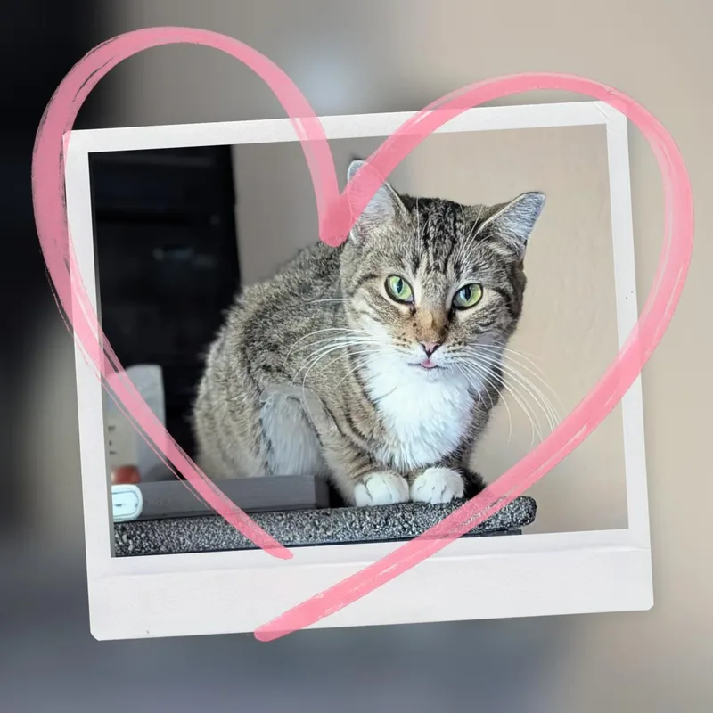 An adult medium-sized female Brown / Chocolate Domestic Short Hair cat named Mrs Teek for adoption in Chandler, AZ