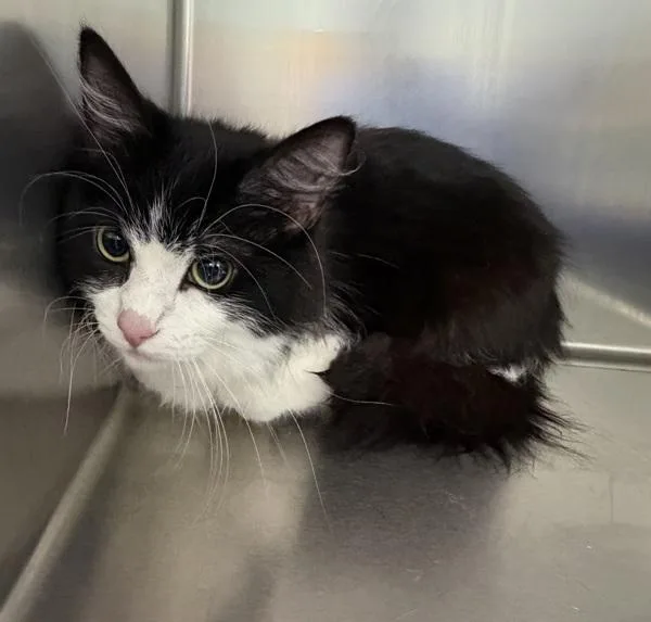 An adult medium-sized female Domestic Long Hair cat named Boo for adoption in Sioux City, IA