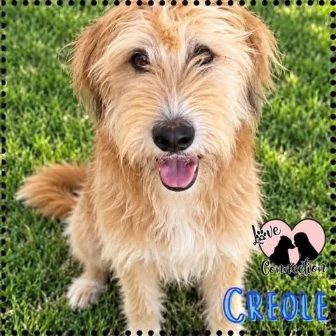 A young small-sized male Poodle dog named Creole for adoption in Gilbert, AZ