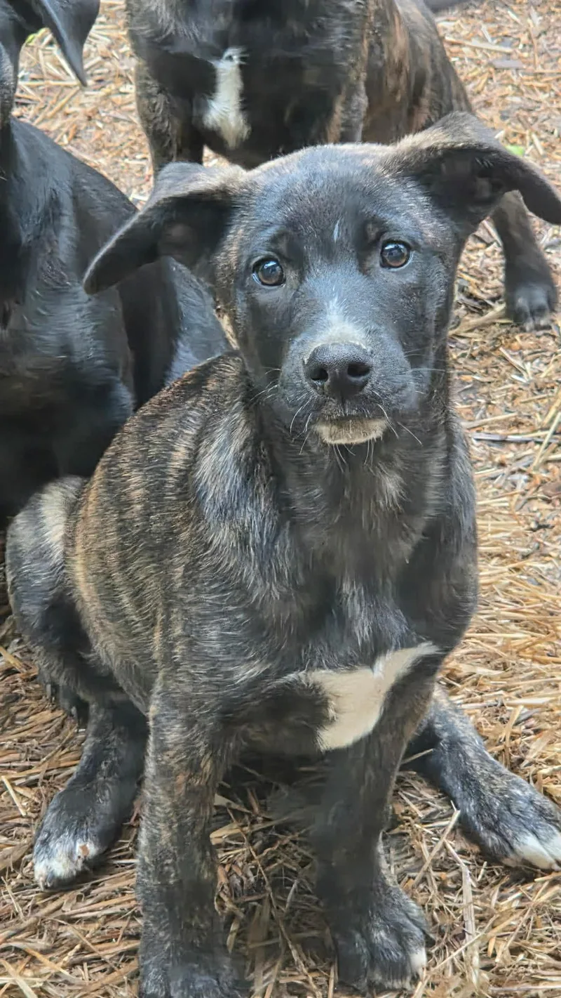 A baby medium-sized male Brindle Labrador Retriever dog named Dos for adoption in Watertown, CT