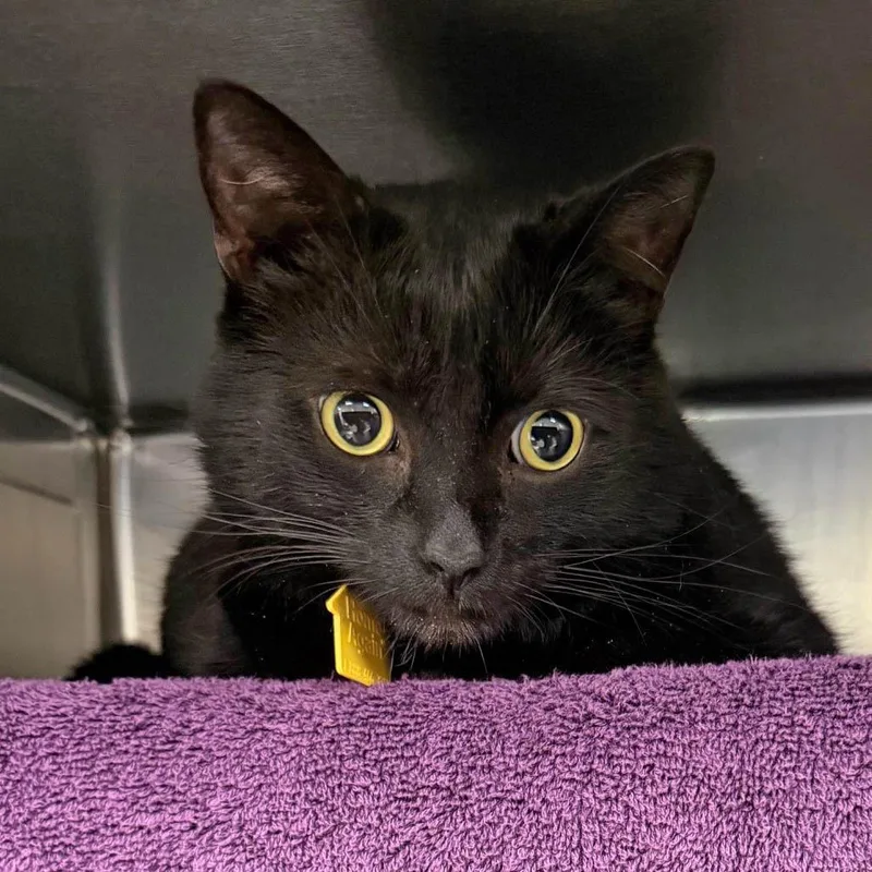 An adult large-sized male Black Domestic Short Hair cat named Mr. Shadow for adoption in Springfield, MA
