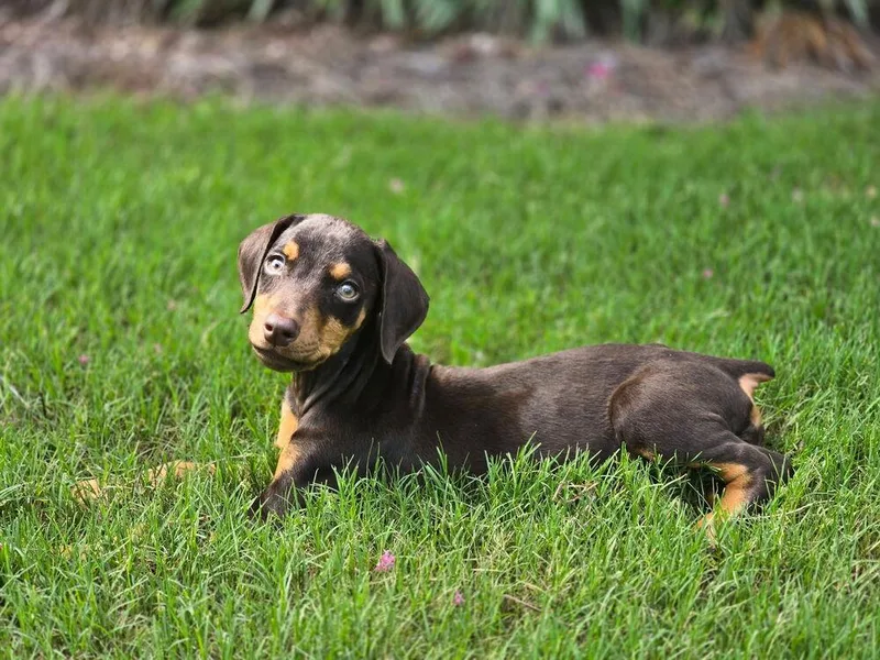 A baby small-sized female Tricolor (Brown, Black, & White) Doberman Pinscher dog named Spark for adoption in Dacula, GA