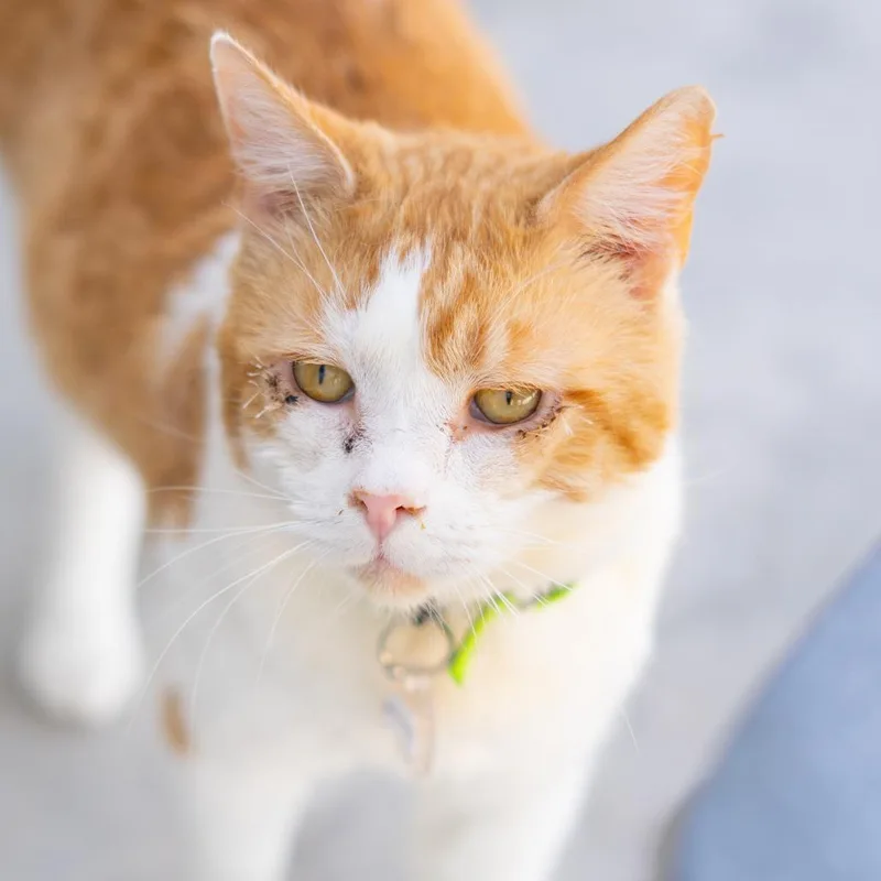A senior large-sized male Orange / Red Domestic Medium Hair cat named Asparagus for adoption in Lakewood, CO