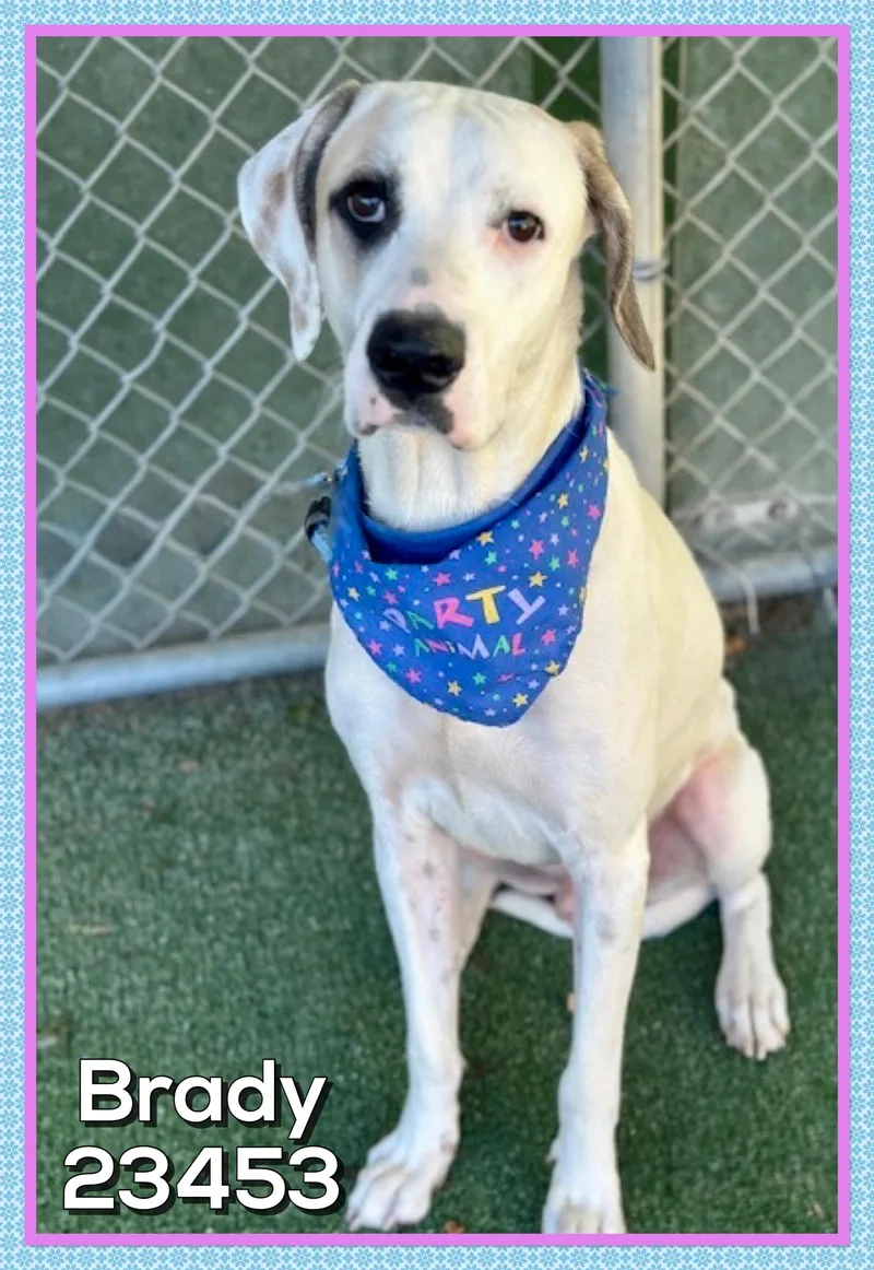 A young large-sized male Tricolor (Brown, Black, & White) Hound dog named Brady for adoption in Marietta, GA