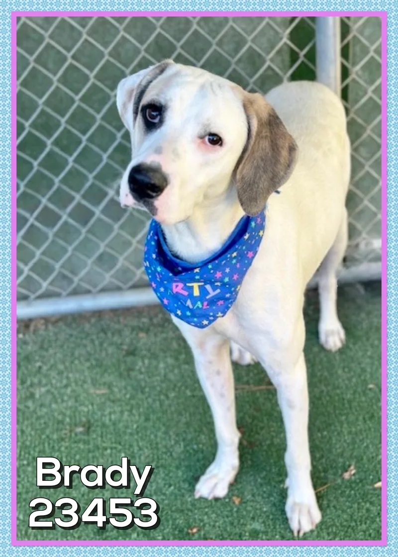 Brady thumbnail 2