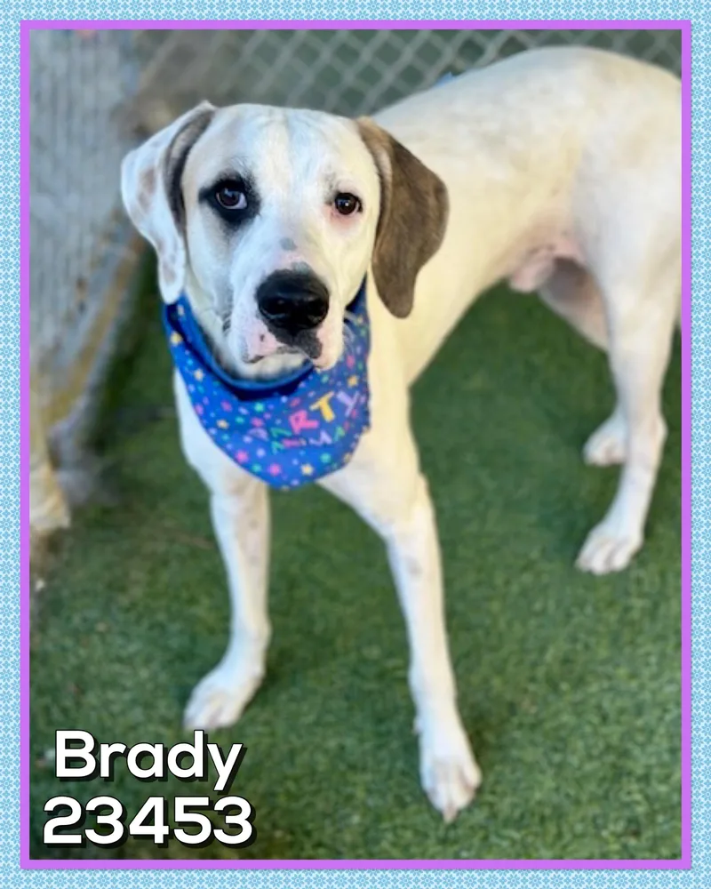 Brady thumbnail 3