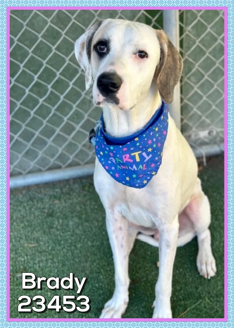 Brady thumbnail 4