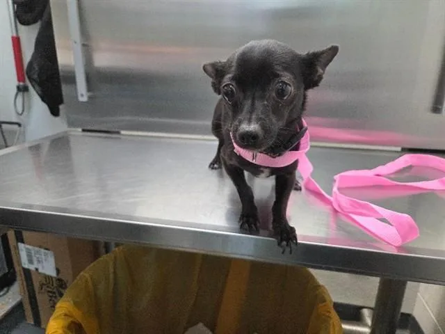 An adult small-sized female Chihuahua dog named Denali for adoption in Antioch, CA