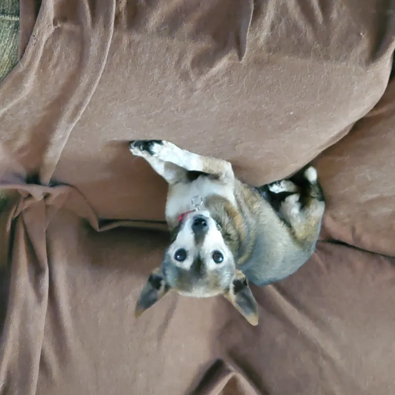 Rascal thumbnail 2