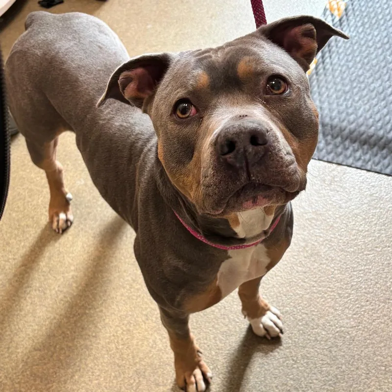 An adult large-sized male Gray / Blue / Silver Pit Bull Terrier dog named Fiyero for adoption in Council Bluffs, IA