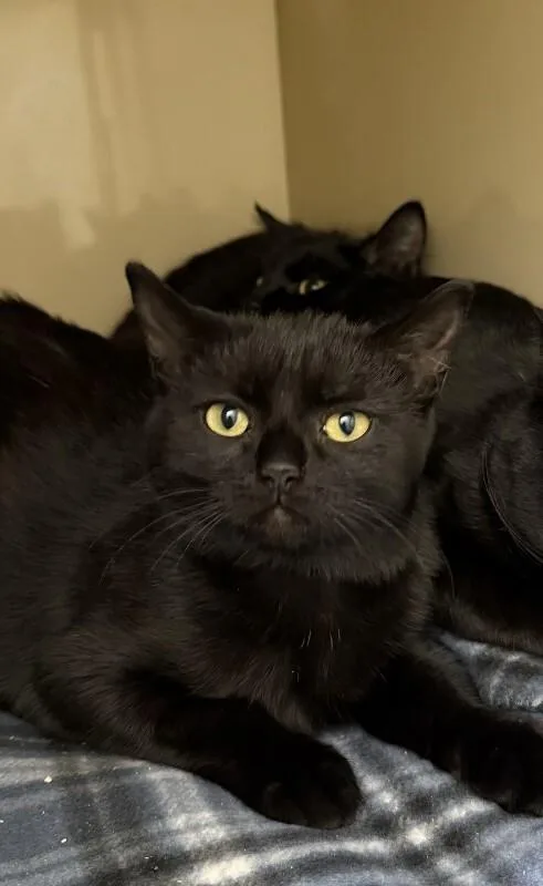 A young medium-sized female Black Domestic Short Hair cat named Sally for adoption in Arlington, WA