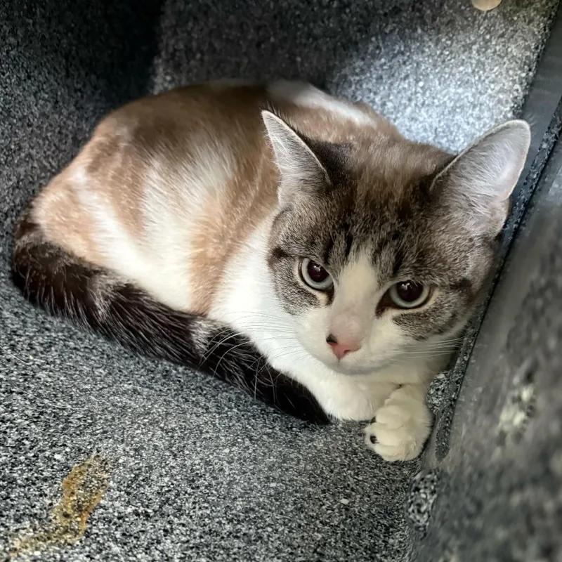 A young medium-sized female White Domestic Short Hair cat named Bonnie for adoption in Dover, NH