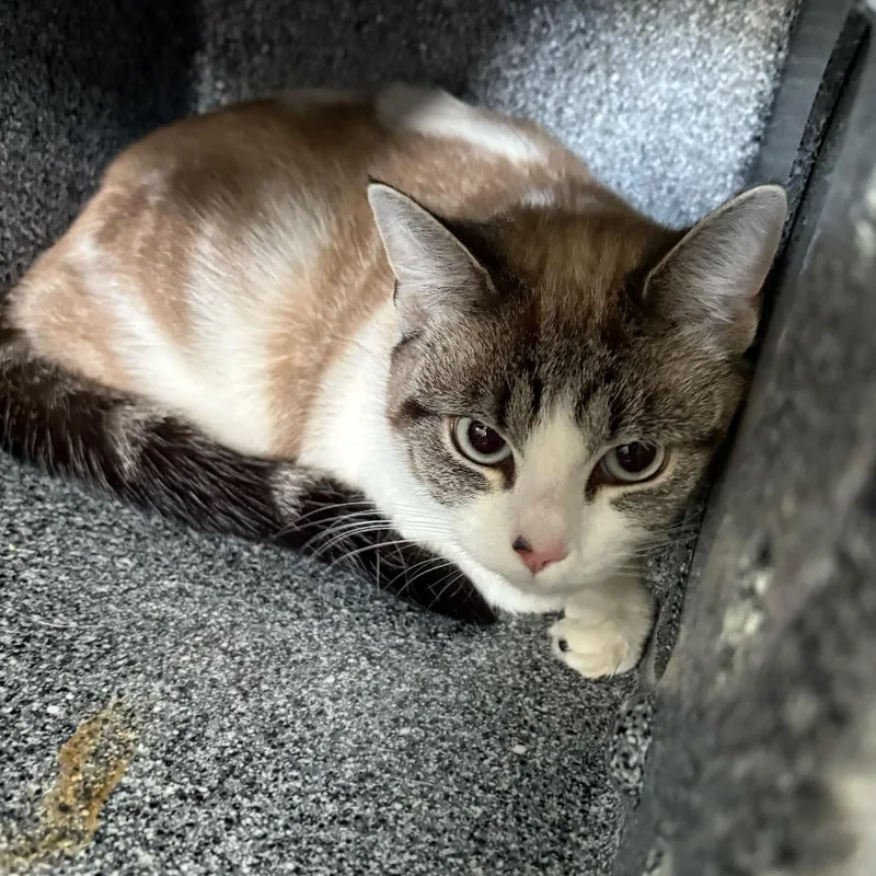 Bonnie thumbnail 4
