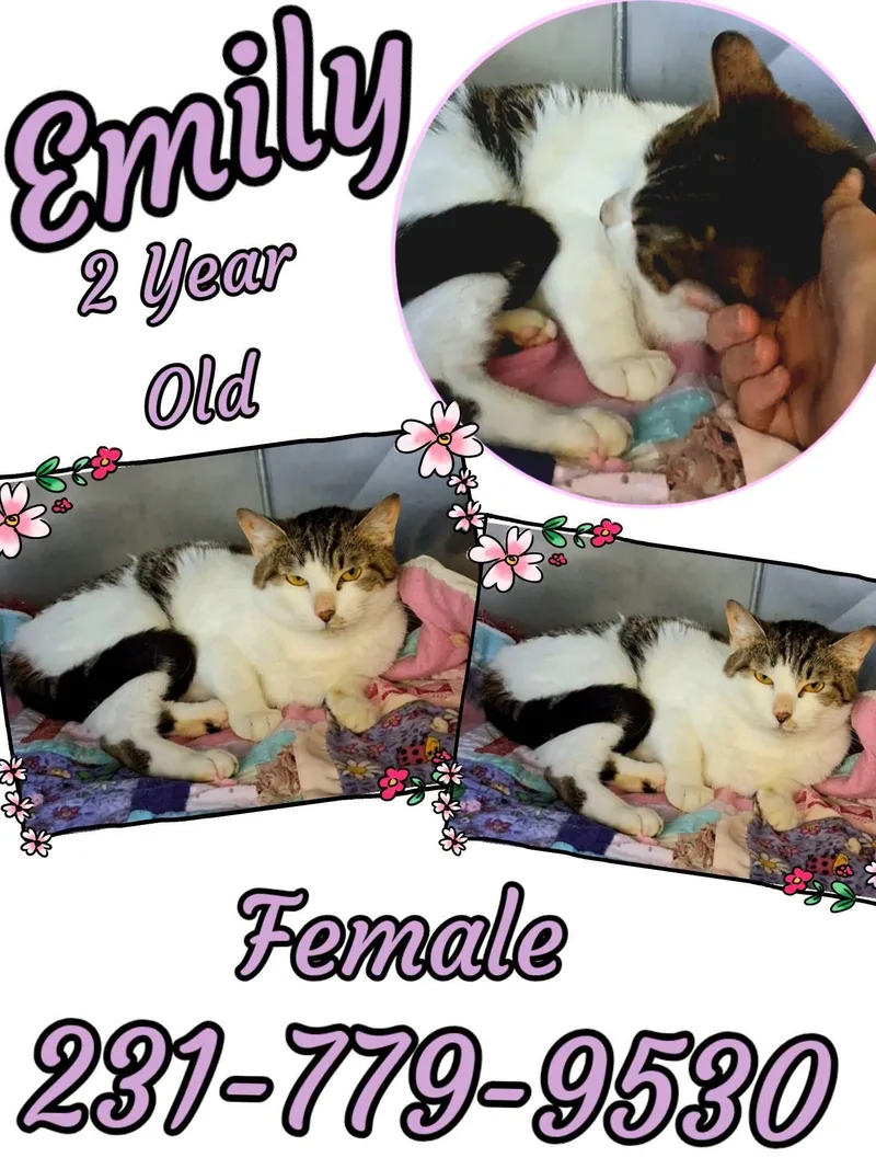 A young medium-sized female Domestic Short Hair cat named Emily for adoption in Cadillac, MI