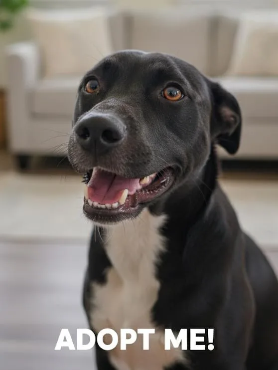 An adult medium-sized male Terrier dog named Blaze for adoption in Monroe, LA