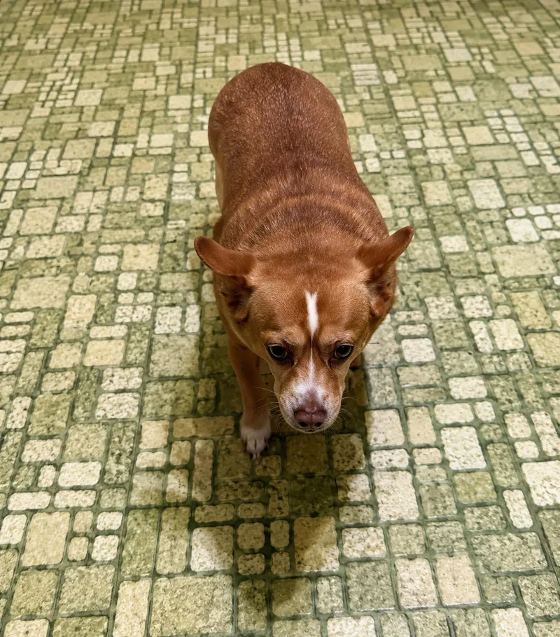 An adult small-sized female Yellow / Tan / Blond / Fawn Corgi dog named Cora for adoption in Bethlehem, PA