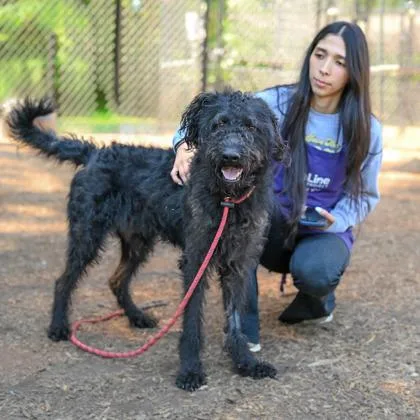An adult large-sized male Mixed Breed dog named Poosh for adoption in Chamblee, GA