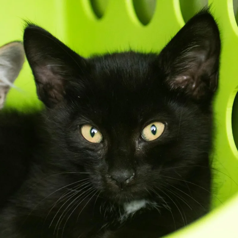 A baby small-sized male Black Domestic Short Hair cat named Peanut for adoption in Middletown, RI
