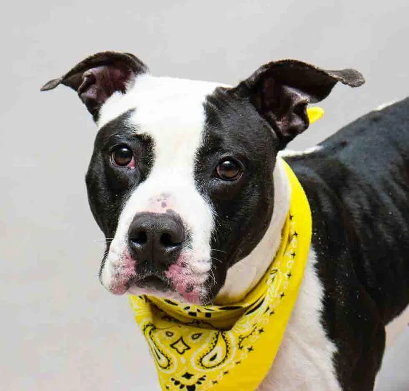 An adult medium-sized female Black Terrier dog named Nani for adoption in Sanford, FL