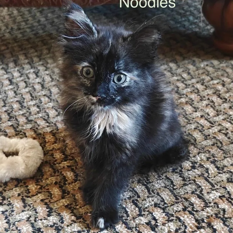 Noodles