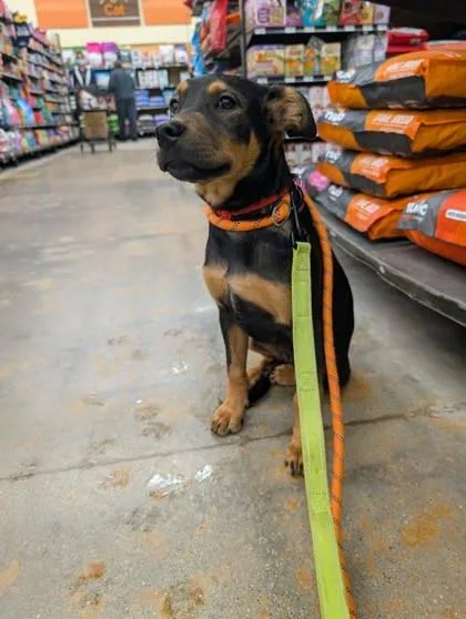 A baby medium-sized female Shepherd dog named Lansdell for adoption in Burlington, WI