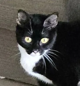 A baby medium-sized female Domestic Short Hair cat named Vicki for adoption in Spring, TX