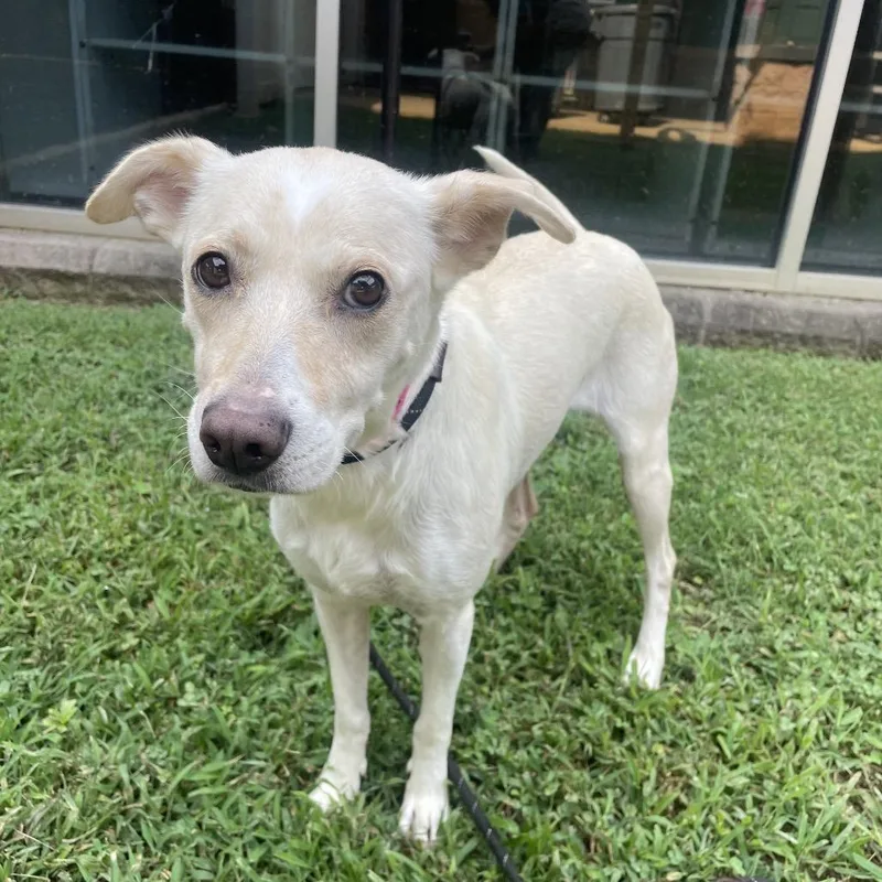 An adult medium-sized female Yellow / Tan / Blond / Fawn Mixed Breed dog named Ambessa for adoption in Chattanooga, TN
