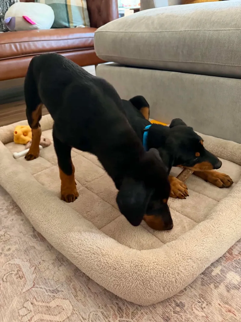 A baby large-sized male Doberman Pinscher dog named Milo for adoption in Buffalo, MN