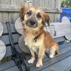 A young small-sized female Australian Shepherd dog named Stella for adoption in Taunton, MA