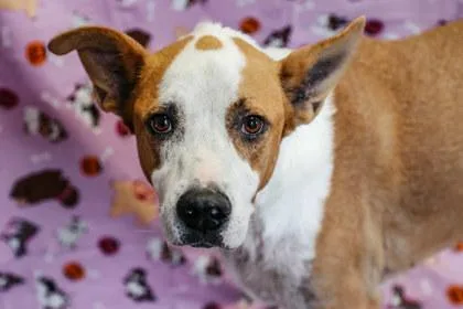 A senior large-sized male Pointer dog named Harvey for adoption in Dothan, AL