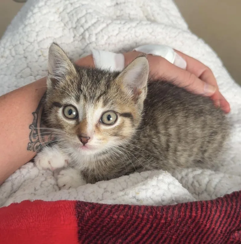 A young small-sized male American Shorthair cat named Mayhem for adoption in Lexington, TN