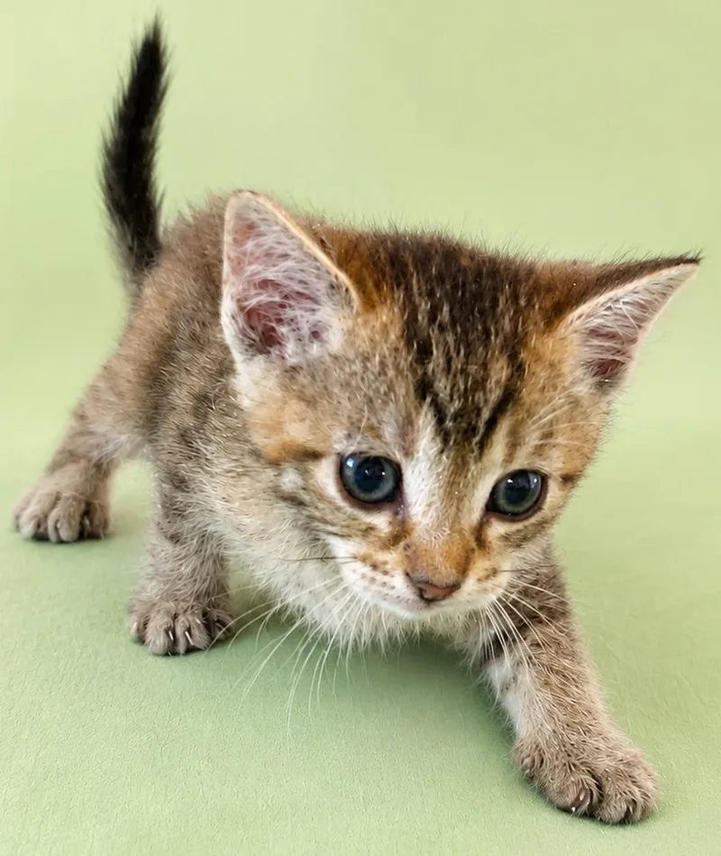 A baby medium-sized male Domestic Short Hair cat named Tiger for adoption in Wauchula, FL