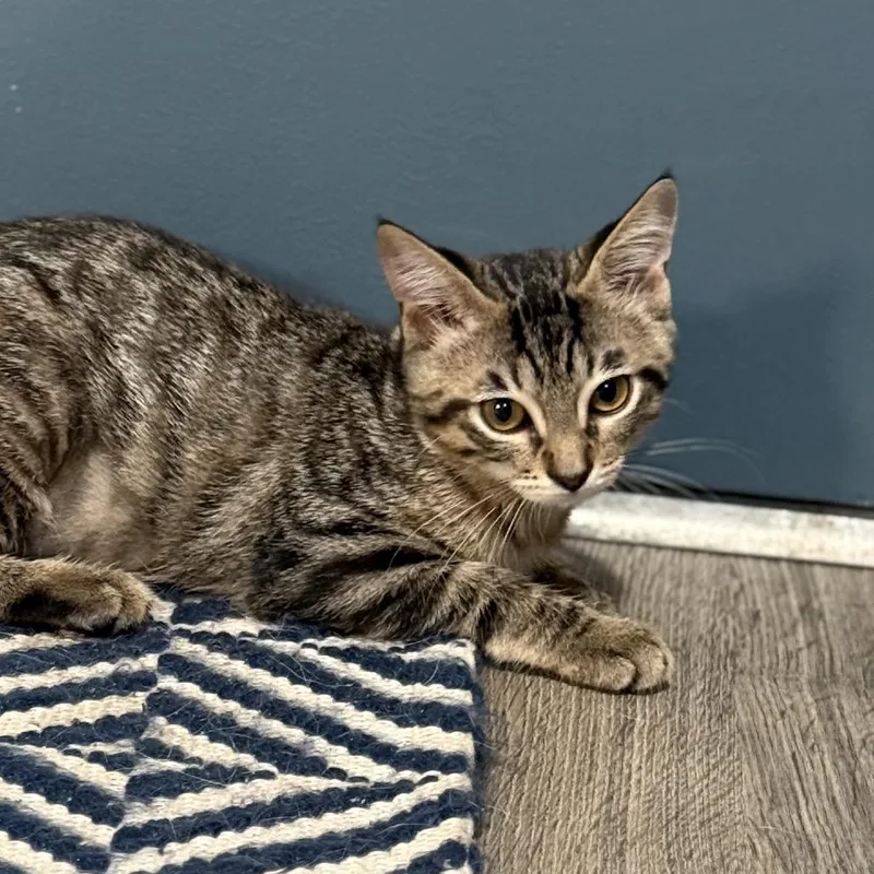 A baby small-sized female Brown / Chocolate Domestic Short Hair cat named Lite Brite for adoption in Port Neches, TX