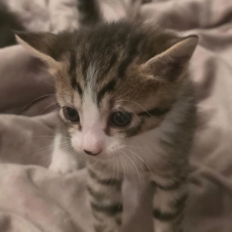 Mellie