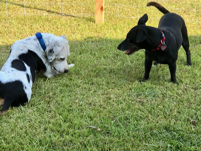 Beto And Pantera thumbnail 4