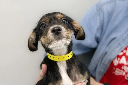 A baby small-sized male Mixed Breed dog named Scooby for adoption in West Chester, PA