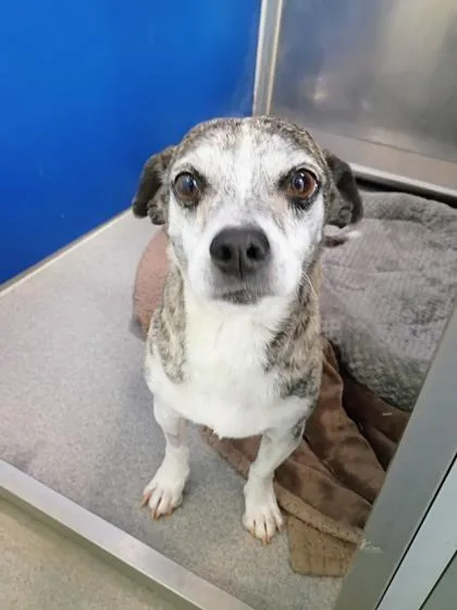 An adult small-sized male Chihuahua dog named Chevy for adoption in Beatrice, NE