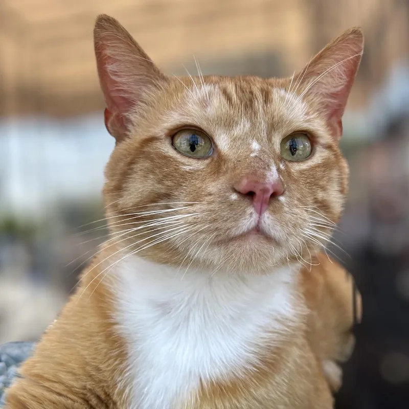 An adult small-sized male Orange / Red Domestic Short Hair cat named Arti for adoption in Pacific Palisades, CA