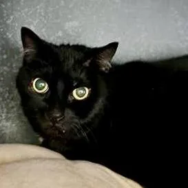 A senior small-sized female Domestic Short Hair cat named Little Bit for adoption in Burlington, WA
