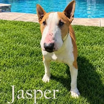 An adult medium-sized male Bull Terrier dog named Jasper for adoption in Palm Desert, CA