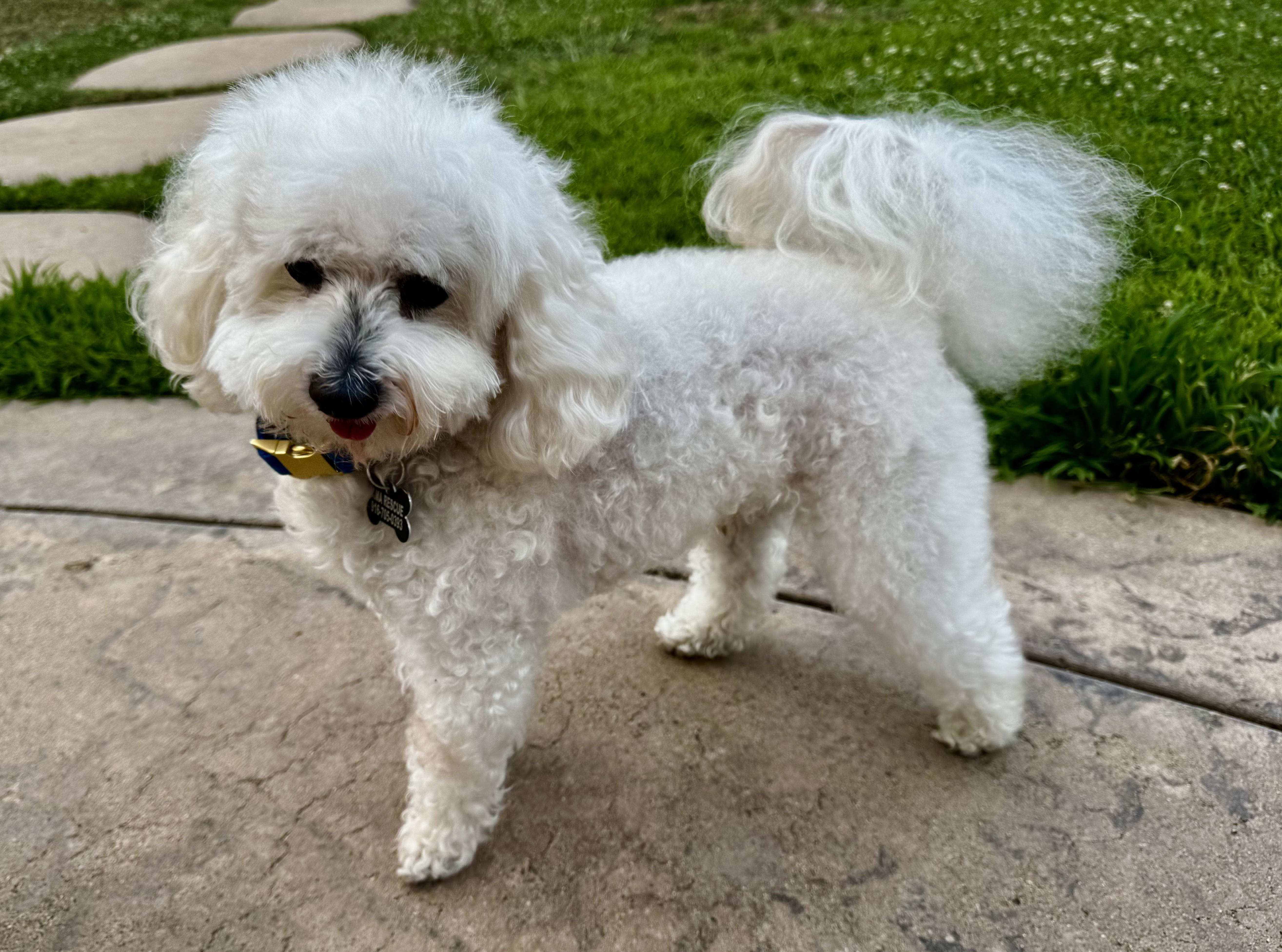 A senior small-sized male White / Cream Maltese dog named Jake for adoption in Fort Bragg, CA
