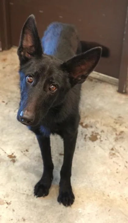 An adult large-sized male German Shepherd Dog dog named Crash for adoption in Bowling Green, KY