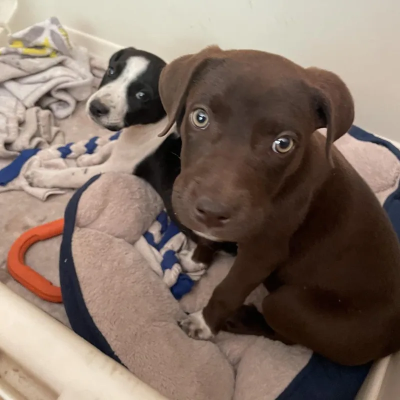 A baby small-sized female Black Mixed Breed dog named Pegasus for adoption in Flagstaff, AZ