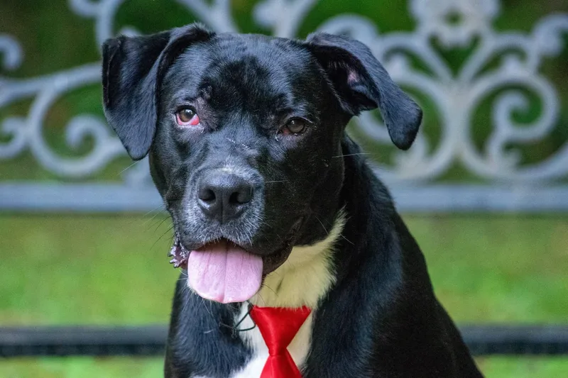 A young large-sized male Labrador Retriever dog named Onyx for adoption in Sevierville, TN