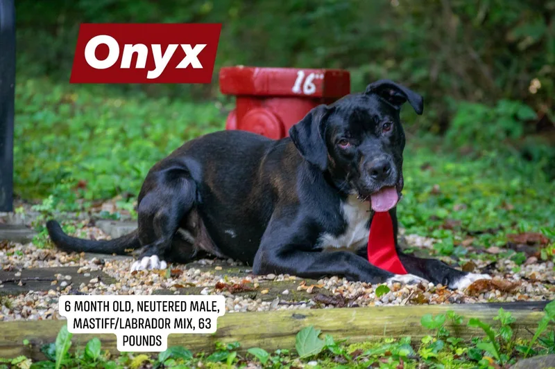 Onyx thumbnail 3