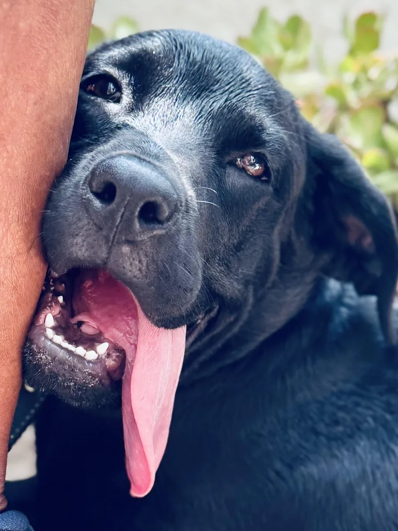 A baby large-sized female Black Labrador Retriever dog named Little Pepper for adoption in Los Angeles, CA