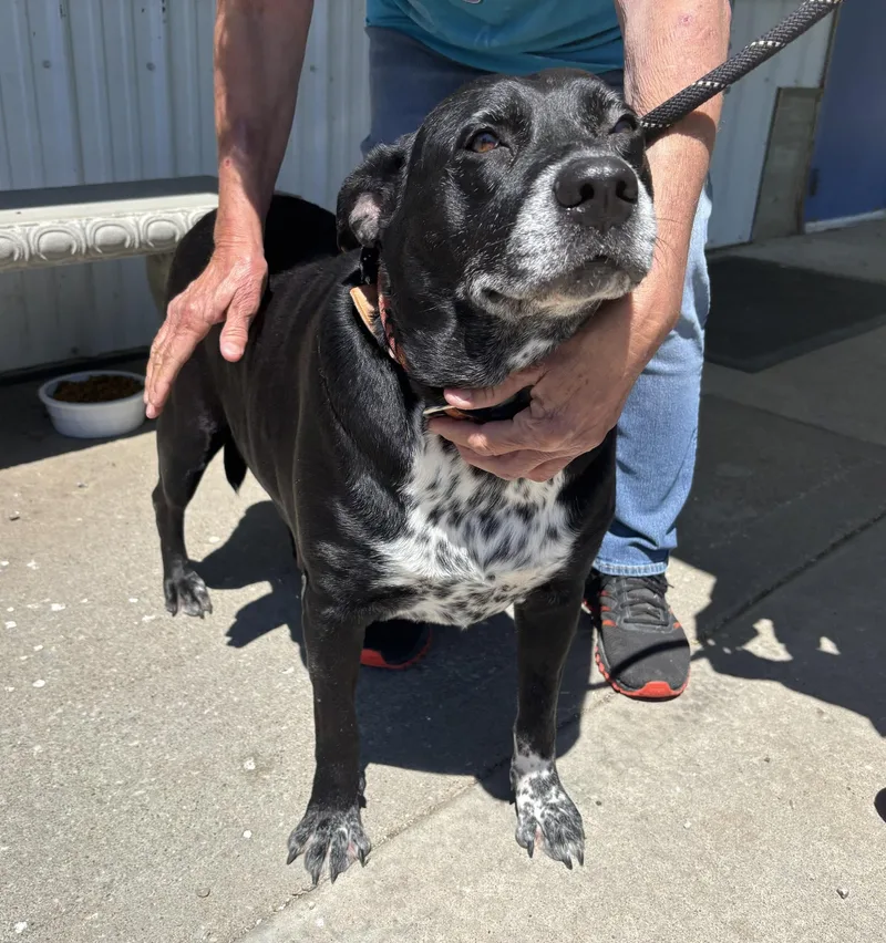 A senior large-sized female Black Labrador Retriever dog named Sheba for adoption in Independence, MO
