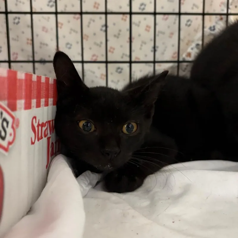 A baby small-sized male Black Domestic Short Hair cat named Penguin for adoption in Lynchburg, VA