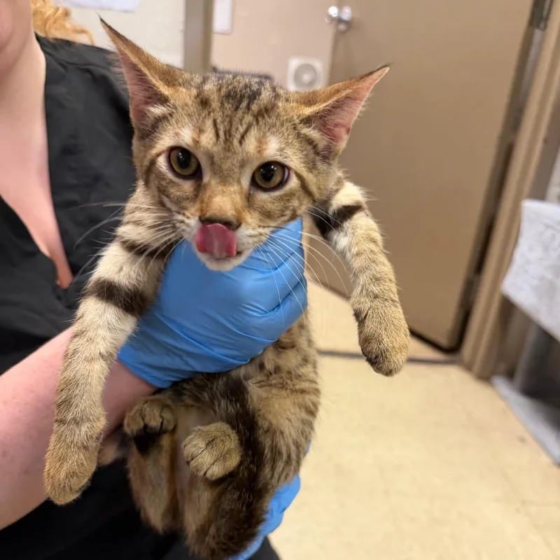A baby small-sized female Brown / Chocolate Domestic Short Hair cat named Bessie for adoption in Birmingham, AL
