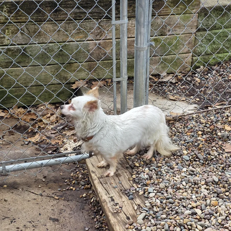 An adult small-sized female White / Cream Chihuahua dog named Blossom for adoption in Wever, IA